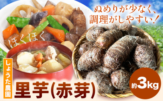 里芋 赤芽里芋 約3kg しょうた農園《11月上旬-3月末頃出荷》福岡県 鞍手町 さといも 里芋 野菜 送料無料