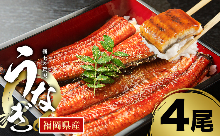 うなぎ 鰻 福岡県産 鰻の蒲焼き 数量限定 4尾 560g 以上 HOMIE《45日以内に出荷予定(土日祝除く)》福岡県 鞍手郡 鞍手町 鰻 蒲焼き 数量限定 国産 蒲焼 うなぎ蒲焼 (1尾あたり140g-180g以上)