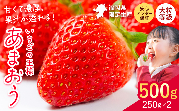 ★2027年出荷分★いちご あまおう 大容量産あまおう 500g 【着日指定不可】《2027年2月中旬-3月中旬頃出荷》いちご 【配送不可地域：離島】