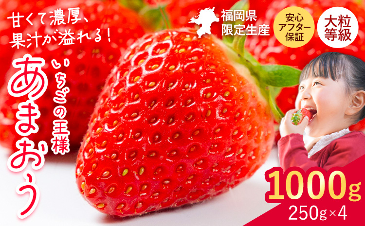 ★2027年出荷分★いちご あまおう 大容量 あまおう 1000g 【着日指定不可】《2027年2月中旬-3月中旬頃出荷》 イチゴ　苺【配送不可地域：離島】