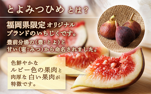 福岡県ブランド いちじく「とよみつひめ」約1.2ｋｇ(約300ｇ×4パック) イチジク 無花果 国産 フルーツ 果物 食物繊維 美容 送料無料 3S2