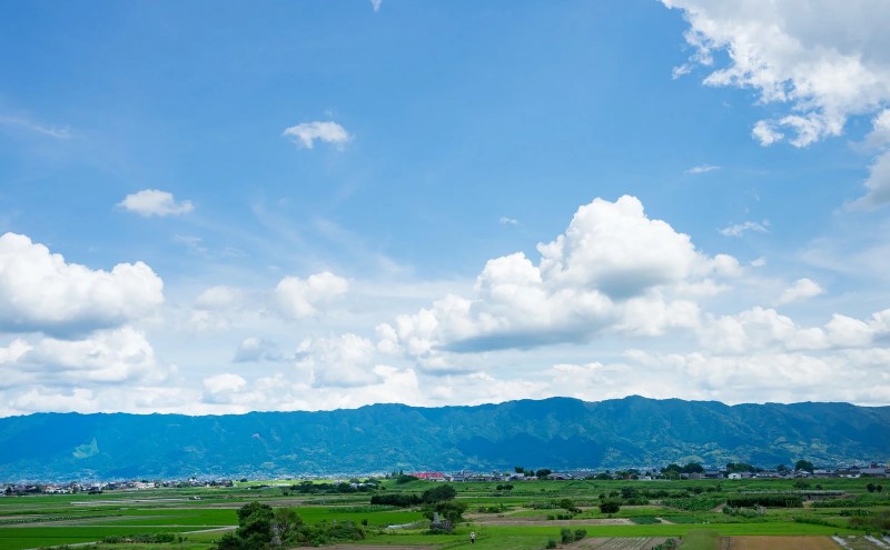 譌・譛ャ驟 鬟イ縺ソ豈斐∋ 貂驟 遲大セ悟キ 邏皮アウ螟ァ蜷滄ク繝サ邏皮アウ蜷滄ク 繧サ繝繝 險1440ml (720mlテ2譛ャ) 驟 縺企 繧「繝ォ繧ウ繝シ繝ォ
