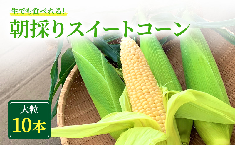 朝採り スイートコーン (10本入) とうもろこし ※離島配送不可