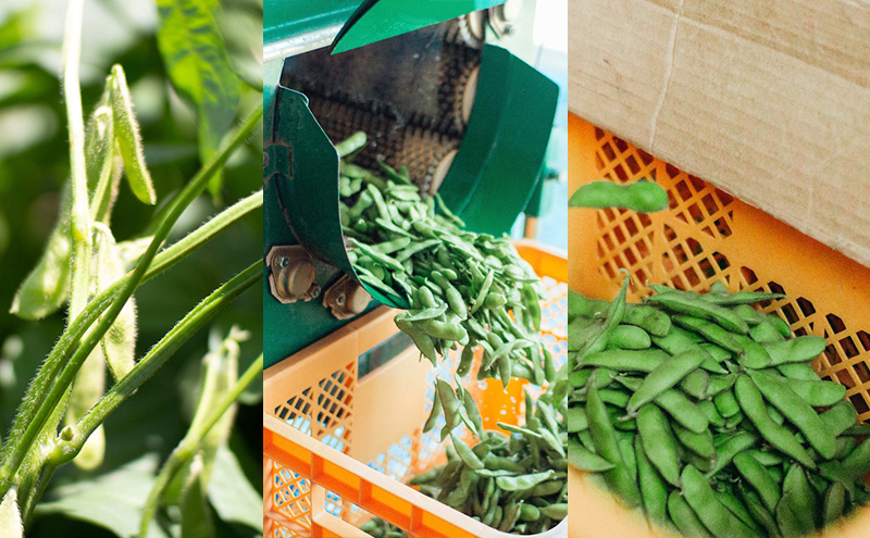 枝豆 【2026年6月発送】枝豆200g×20袋 合計4kg 福岡県大刀洗町産 豆 えだまめ 焼き枝豆 お弁当 おつまみ ※配送不可:北海道・沖縄・離島