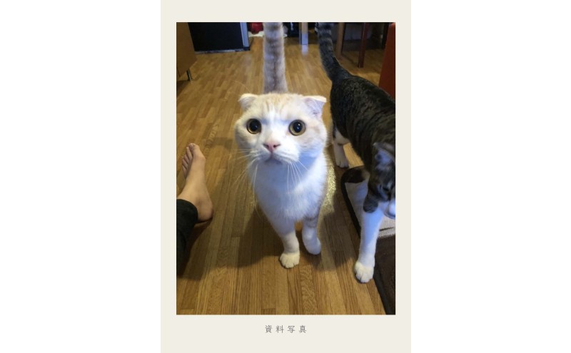 油絵ã§å€§åãªãããã现å¯ã«æããŸãïŒ33Ã24cmã»èæ¯ããïŒ