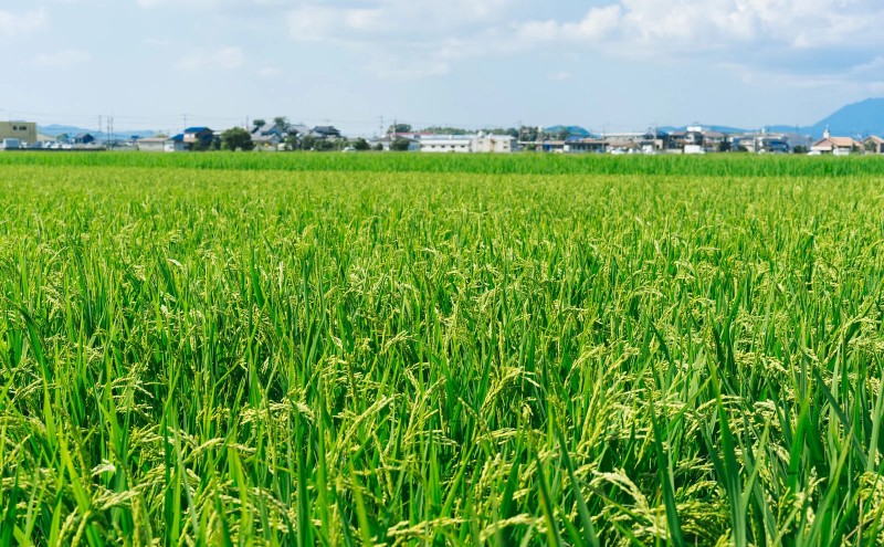 【ポスト投函】とろける食感 有明のり 佃煮 食べきりサイズ 12食 海苔 ごはんのお供 福岡県