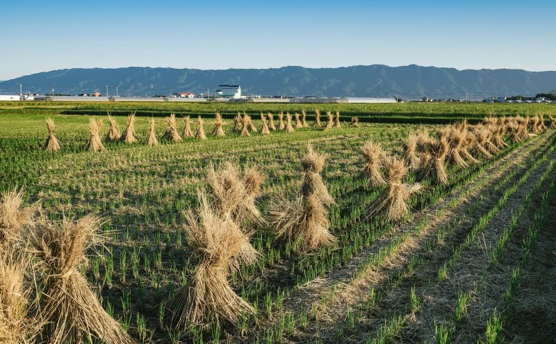 博多華味鳥 水たき 約3～4人前 鍋 水炊き