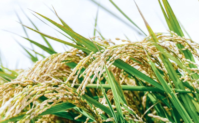 博多華味鳥 水たき 約3～4人前 鍋 水炊き