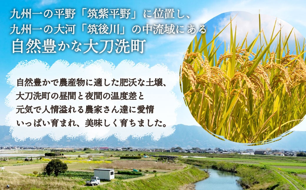 【3回定期便】｢筑後平野のふくよか米｣ 普通精米 15kg(5kg×3袋)×3回 合計45kg	