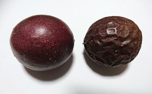 【予約受付】福岡県産 パッションフルーツ 2.5kg(M～3L) 25～35個