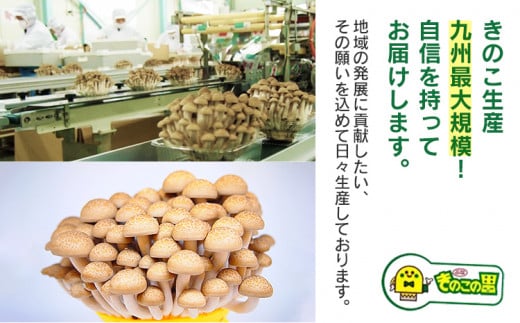 きのこのキムチ2種セット（エノキムチ　180g×3パック、シメチャンジャ　180g×2パック）　AT03