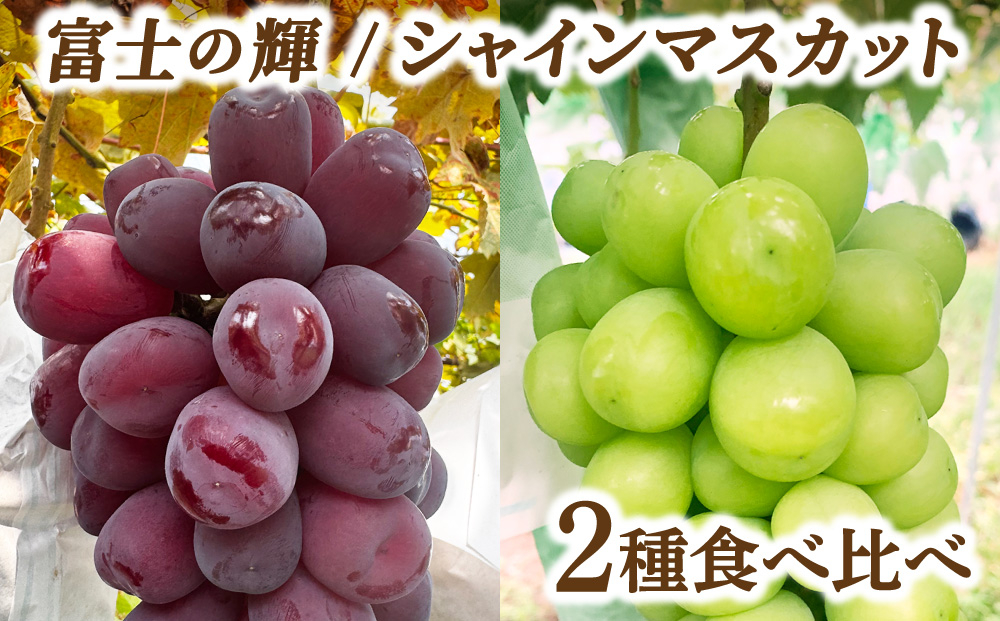 富士の輝・シャインマスカット食べ比べセット 大木町 フルーツ 果物 宝果FARM DC001