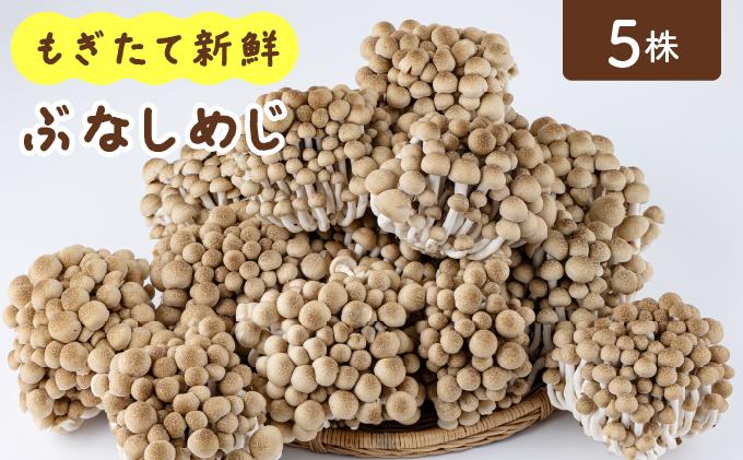 もぎたて新鮮！ぶなしめじ5株セット AT21