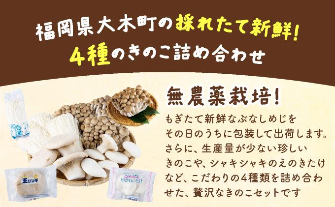 大木町のきのこセット(ぶなしめじ・ゆきれいたけ・王リンギ・えのきたけ各1パック)