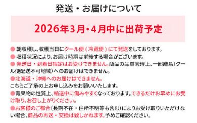 【訳あり】 期間限定 いちご 苺 1.3kg 【訳あり品】あまおう（小玉）、4パック（330g/パック）【2026年3月～4月順次配送】 フルーツ 果物 訳あり 小玉 ※北海道・沖縄・離島は配送不可 大木町産 おおきベリー CT005