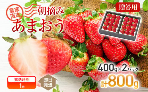 【先行予約】朝摘みあまおう 800g ※2027年1月中順次出荷予定 BD01-1