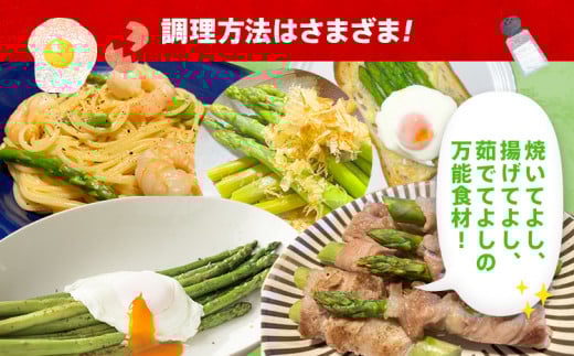 数量限定 先行予約 LM サイズ 600g 春芽　朝採り 朝採れ 直送 グリーンアスパラガス アスパラ【2月～4月お届け】 BT10