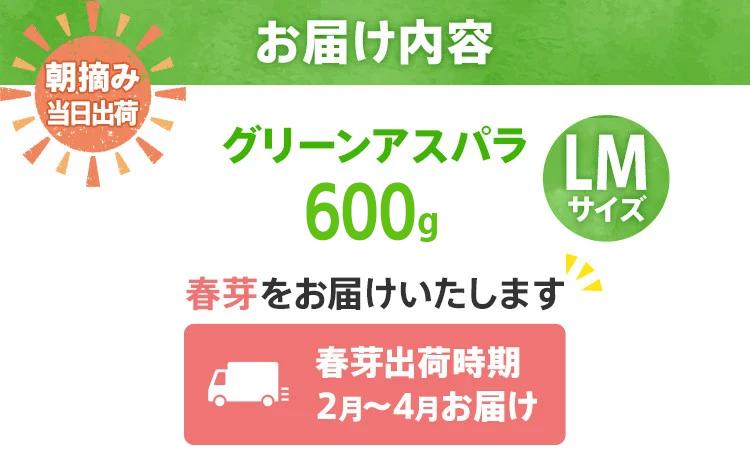 数量限定 先行予約 LM サイズ 600g 春芽　朝採り 朝採れ 直送 グリーンアスパラガス アスパラ【2月～4月お届け】 BT10
