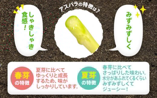 数量限定 先行予約 LM サイズ 600g 春芽　朝採り 朝採れ 直送 グリーンアスパラガス アスパラ【2月～4月お届け】 BT10
