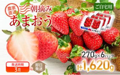 《先行予約》 朝摘みあまおう約270g×6パック ※2027年3月中順次出荷予定 BD05