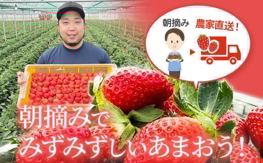 ææã¿ããŸããçŽ270gÃ6ãã㯠â»2026幎3æäžé 次åºè·äºå® BD05