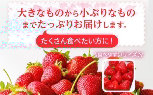 ææã¿ããŸããçŽ270gÃ6ãã㯠â»2026幎3æäžé 次åºè·äºå® BD05