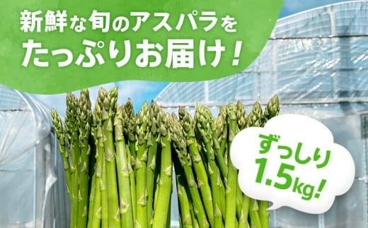 数量限定 先行予約 訳あり 規格外 アスパラ 2L～Sサイズ 1.5kg 春芽　朝採り 朝採れ 直送 グリーンアスパラガス アスパラ【2月～4月お届け】 BT04
