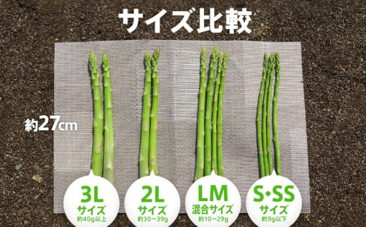 数量限定 先行予約 訳あり 規格外 アスパラ 2L～Sサイズ 1.5kg 春芽　朝採り 朝採れ 直送 グリーンアスパラガス アスパラ【2月～4月お届け】 BT04
