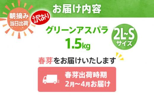 数量限定 先行予約 訳あり 規格外 アスパラ 2L～Sサイズ 1.5kg 春芽　朝採り 朝採れ 直送 グリーンアスパラガス アスパラ【2月～4月お届け】 BT04