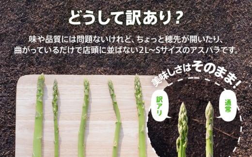 数量限定 先行予約 訳あり 規格外 アスパラ 2L～Sサイズ 1.5kg 春芽　朝採り 朝採れ 直送 グリーンアスパラガス アスパラ【2月～4月お届け】 BT04