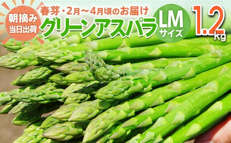 数量限定 先行予約 アスパラ LMサイズ 1.2kg 春芽　朝採り 朝採れ 直送 グリーンアスパラガス アスパラ【2月～4月お届け】 BT03