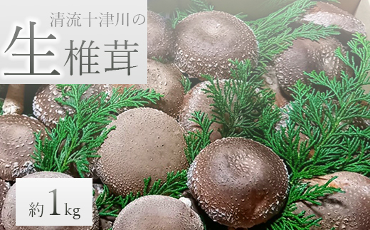 Ｌ４　【数量限定】赤村産　清流十津川の生椎茸　約1kg