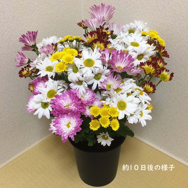 スプレー菊　花束（３０～４５本） Q2