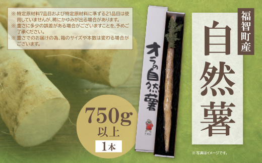 【福智町産】オラの自然薯(1本もの 750g以上）