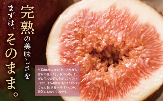 いちじく とよみつひめ 4パック（約1.2kg）福岡県限定 フルーツ 果物 くだもの【2024年7月中旬～2024年9月発送予定】