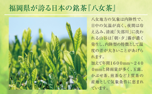 福岡の八女茶 煎茶ペットボトル(24本)定期便(毎月×6回)