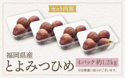 いちじく とよみつひめ 4パック（約1.2kg）福岡県限定 フルーツ 果物 くだもの【2026年7月下旬～2026年9月発送予定】