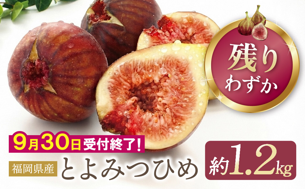 いちじく とよみつひめ 4パック（約1.2kg）福岡県限定 フルーツ 果物 くだもの　★9/30まで★【2026年発送】
