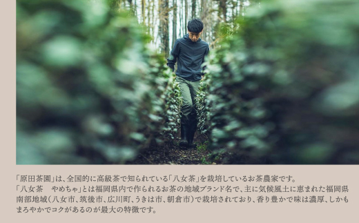 原田茶園 玉露ティーバッグ 雅歌64g　2袋（4g×8）×2