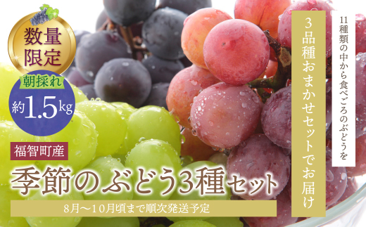 季節のぶどう3種セット 約1.5kg ぶどう 葡萄 福岡県 福智町産 ブランド 果実 送料無料 《 予約受付 》【2026年8月～2026年10月発送予定】