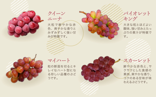 季節のぶどう3種セット 約1.5kg ぶどう 葡萄 福岡県 福智町産 ブランド 果実 送料無料 《 予約受付 》【2026年8月～2026年10月発送予定】