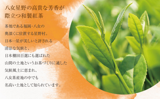八女星野産 和紅茶(150パック)