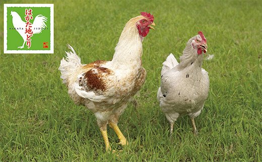 はかた地どり 炭火焼・水炊き定期便(隔月・年6回)