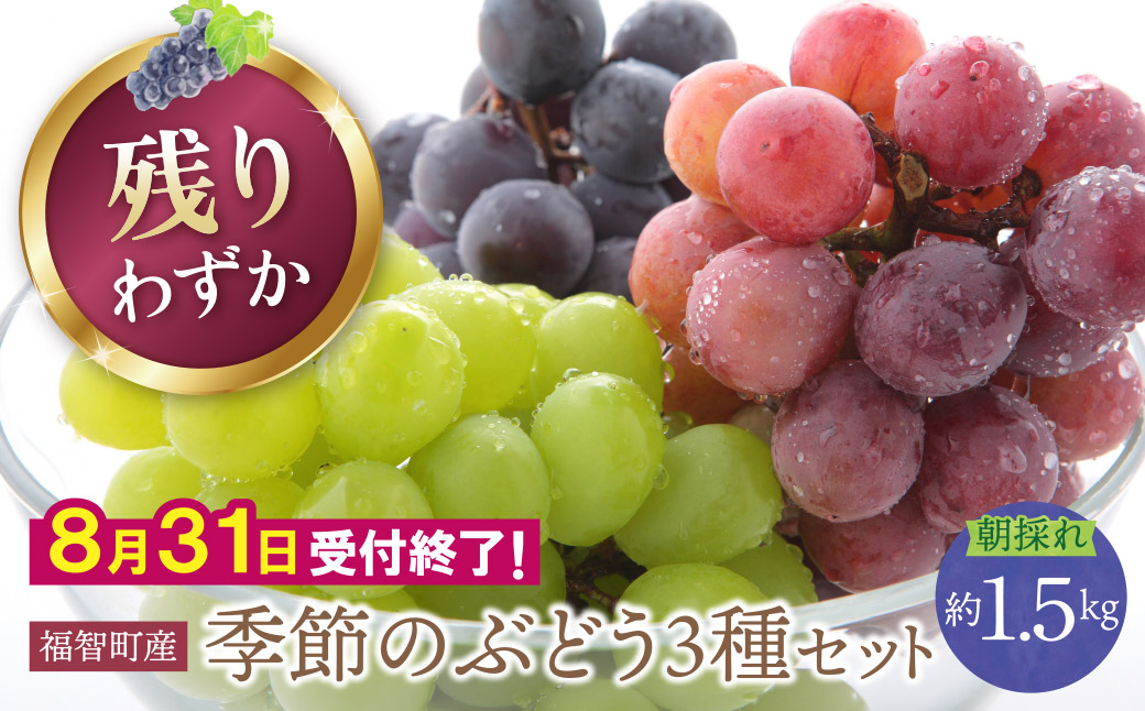 季節のぶどう3種セット 約1.5kg ぶどう 葡萄 福岡県 福智町産 ブランド 果実 送料無料 《 予約受付 》★8/31まで★【2026年発送】