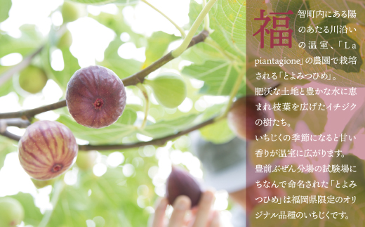 いちじく とよみつひめ 4パック（約1.2kg）福岡県限定 フルーツ 果物 くだもの【2026年7月下旬～2026年9月発送予定】
