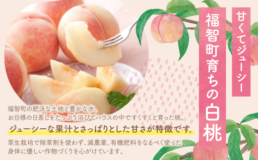 2026年発送 ハウス桃 さくひめ 約2kg 桃 もも モモ 福岡県 福智町産 さくひめ 果実 果物 くだもの フルーツ 産地直送 先行予約 送料無料 《 予約受付 》【2026年5月末～2026年6月末発送予定】