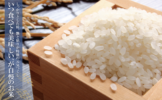 【新米】令和7年産 無洗米 福岡県産・元気つくし25kg  無洗米 むせんまい 米 コメ 25kg キャンプ 研がなくていい  5kg×5 TWR 25キロ 箱入り 手間なし カンタン 簡単 福岡 元気つくし 元気づくし 手軽 リピート 日時指定 ギフト お中元 お歳暮 手にやさしい 時短 コスパ 福岡県限定銘柄 人気上昇中	