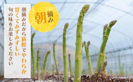 【訳あり】清流・自然栽培 アスパラガス(春芽) 1kg 