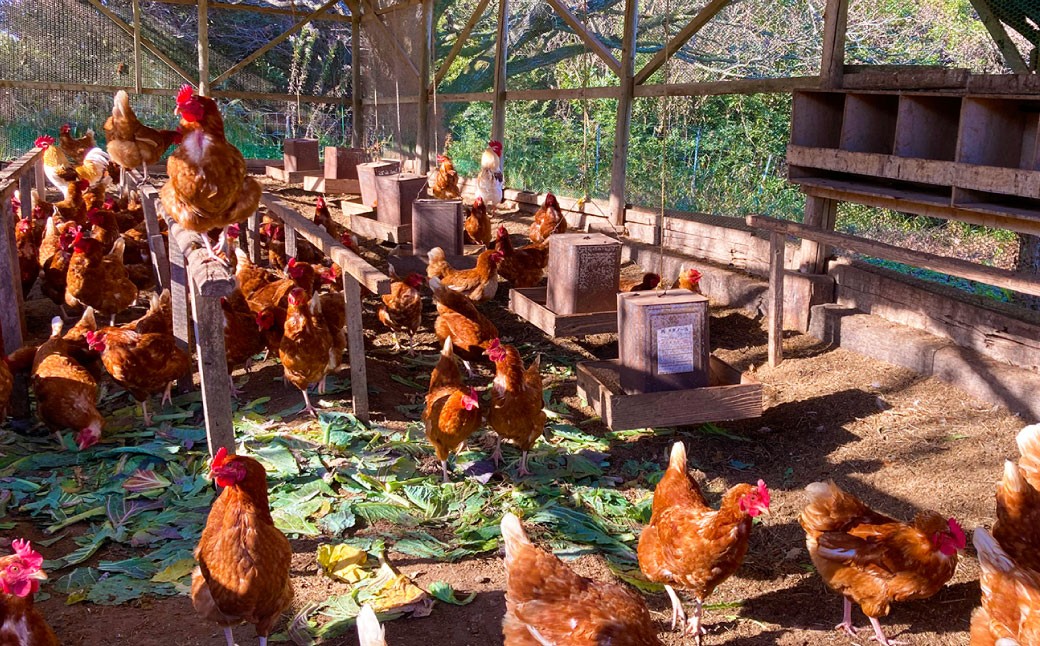 2種類の和三盆 フロマージュ 和三盆 無添加 コテツ 焼プリン 10個 セット