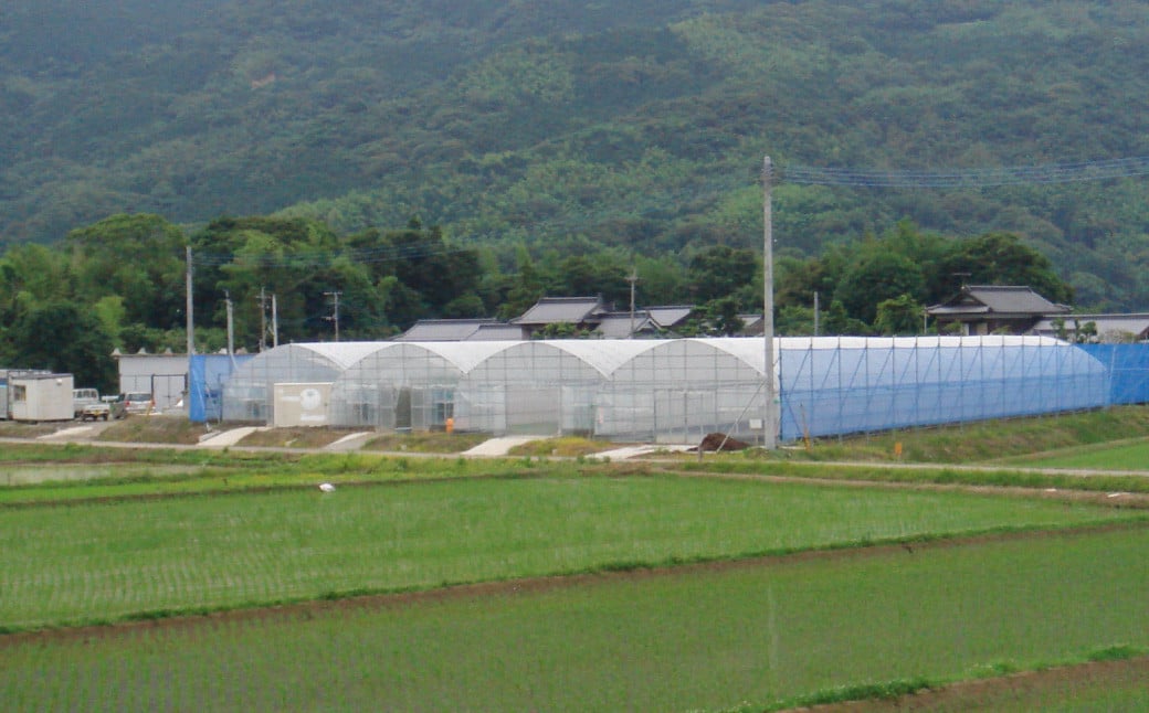 çœå·ç±³ ( 倢ã€ãã ) çç±³ åèš20kgïŒ5kgÃ4è¢ïŒ